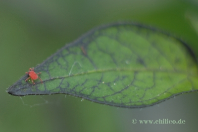 normal_Explosive_Ember_mit_Spinne_20120602_DSC_9502.jpg