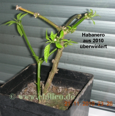 normal_Habanero_rot_2_20101121__www_Chilico_de_5028.jpg