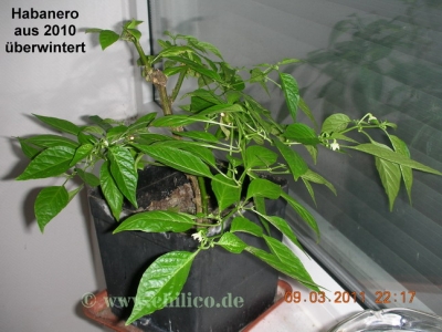 normal_Habanero_rot_2_20110309__www_Chilico_de_5469.jpg