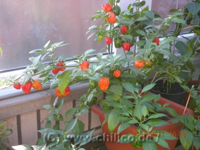 normal_Habanero_rot_2_20111015_www_chilico_de_5952.JPG