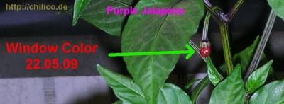 Purple Jalapeno Knospe mit Window Color