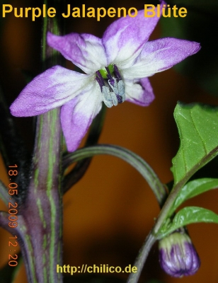 Purple Jalapeno Königsblüte