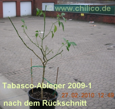 Tabasco nach dem Rückschnitt