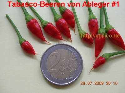 Tabasco-Beeren Erste Ernte Tabasco-Beeren von Ableger #1