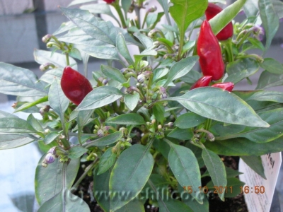 Texana Red Hot Texana Red Hot