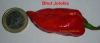 Bhut_Jolokia_2009-09-03_KM.jpg