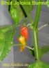 Filename=Bhut_Jolokia_Burma_2009-10-25.jpg
Filesize=65KB
Dimensions=459x634
Date added=Oct 28, 2009 Bhut_Jolokia_Burma_2009-10-25.jpg
