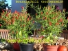 Filename=Bonsai-Chili_20091004_sortenrein_0121_chilicode.jpg
Filesize=253KB
Dimensions=855x642
Date added=Jun 06, 2010 Bonsai-Chili_20091004_sortenrein_0121_chilicode.jpg