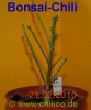 Filename=Bonsai-Chili_2010-02-21_Rueckschnitt_chilicode.jpg
Filesize=60KB
Dimensions=498x600
Date added=Feb 21, 2010 Bonsai-Chili_2010-02-21_Rueckschnitt_chilicode.jpg