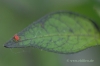 Filename=Explosive_Ember_mit_Spinne_20120602_DSC_9502.jpg
Filesize=900KB
Dimensions=1936x1296
Date added=Jun 02, 2012 Explosive_Ember_mit_Spinne_20120602_DSC_9502.jpg