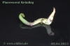 Filename=Fluorescent_Keimling_20110402_www_chilico_de_1_3940.jpg
Filesize=262KB
Dimensions=1504x1000
Date added=Apr 02, 2011 Fluorescent_Keimling_20110402_www_chilico_de_1_3940.jpg