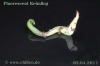 Fluorescent_Keimling_20110402_www_chilico_de_1_3940.jpg