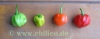 Filename=Habanero_rot_1_Reifegrade_20111028_www_chilico_de_6397.jpg
Filesize=72KB
Dimensions=874x346
Date added=Oct 30, 2011 Habanero_rot_1_Reifegrade_20111028_www_chilico_de_6397.jpg