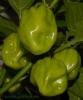 Habanero_unreif_angeblitzt_20130815_DSC_13595_resize.JPG