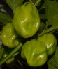 Filename=Habanero_unreif_angeblitzt_20130815_chilico_de_DSC_13595.JPG
Filesize=362KB
Dimensions=1680x2008
Date added=Aug 16, 2013 Habanero_unreif_angeblitzt_20130815_chilico_de_DSC_13595.JPG