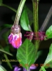 Filename=JalapenoPurple120090530WinCol.jpg
Filesize=346KB
Dimensions=518x704
Date added=May 31, 2009 JalapenoPurple120090530WinCol.jpg