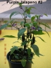 Filename=JalapenoPurple220090622.jpg
Filesize=176KB
Dimensions=778x1037
Date added=Jun 24, 2009 JalapenoPurple220090622.jpg