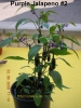 JalapenoPurple220090622.jpg