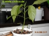 Filename=Jalapeno_Jumbo_2009-2_2009-04-11_Schlafbewegung_DSCN1347~0.jpg
Filesize=218KB
Dimensions=979x734
Date added=May 01, 2010 Jalapeno_Jumbo_2009-2_2009-04-11_Schlafbewegung_DSCN1347~0.jpg