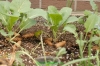 Filename=Kohlrabi_im_Hochbeet_20140601_DSC_5632.JPG
Filesize=362KB
Dimensions=1162x778
Date added=Jun 01, 2014 Kohlrabi_im_Hochbeet_20140601_DSC_5632.JPG