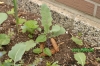 Filename=Kohlrabi_im_Hochbeet_20140601_DSC_5633.JPG
Filesize=392KB
Dimensions=1162x778
Date added=Jun 01, 2014 Kohlrabi_im_Hochbeet_20140601_DSC_5633.JPG