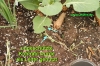 Filename=Kohlrabi_im_Hochbeet_20140601_DSC_5634.JPG
Filesize=373KB
Dimensions=1162x778
Date added=Jun 01, 2014 Kohlrabi_im_Hochbeet_20140601_DSC_5634.JPG