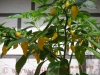 Filename=Limon_20120818_DSCN9044.JPG
Filesize=157KB
Dimensions=768x576
Date added=Oct 10, 2012 Limon_20120818_DSCN9044.JPG