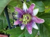 Filename=Passiflora_chilico_de_20130718_IMG_1021_resize.JPG
Filesize=319KB
Dimensions=979x734
Date added=Aug 16, 2013 Passiflora_chilico_de_20130718_IMG_1021_resize.JPG