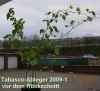 Filename=Tabasco-Ableger2010-02-27_vorRueckschnitt.jpg
Filesize=114KB
Dimensions=680x623
Date added=May 18, 2010 Tabasco-Ableger2010-02-27_vorRueckschnitt.jpg