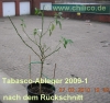 Filename=Tabasco-Ableger2010-02-27_xnachRueckschnitt.jpg
Filesize=139KB
Dimensions=676x642
Date added=May 18, 2010 Tabasco-Ableger2010-02-27_xnachRueckschnitt.jpg