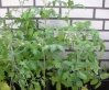 Filename=Tomaten_20110627_DSCN3819.jpg
Filesize=248KB
Dimensions=938x775
Date added=Jun 27, 2011 Tomaten_20110627_DSCN3819.jpg