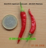 Zierchili_1_Medusa_cap-annuum_2009-09-27_www_chilico_de_0008.jpg