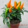 Filename=Zierchili_Salsa_Orange_20100822_www_chilico_de_3281.jpg
Filesize=69KB
Dimensions=528x525
Date added=Nov 25, 2010 Zierchili_Salsa_Orange_20100822_www_chilico_de_3281.jpg